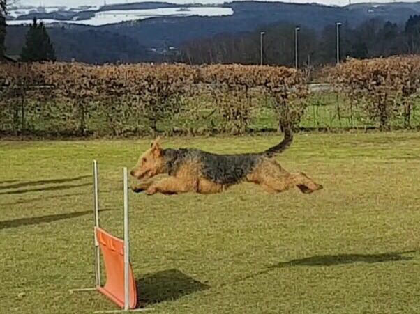 Airedale Terrier Zino von Haus Schirmer